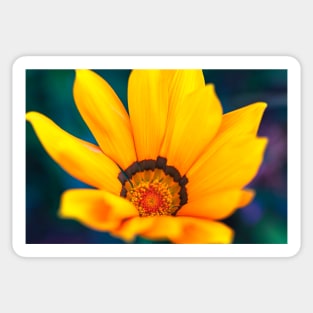 Close-up of a gazania flower Sticker